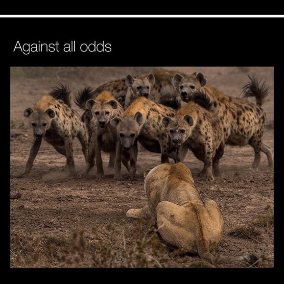 Meet your Posher, Jalen - Picture 1 of 1